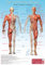 Lernposter Anatomie - Der männliche Körper: Der männliche Körper mit Skelett, Muskeln und Organen