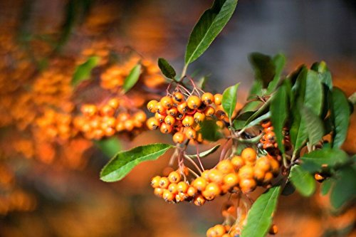15 Seeds - Pyracantha coccinea Feuerdorn