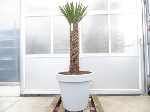 gruenwaren jakubik Yucca Filifera, 158 cm Stamm 78 cm Tambasi Yucca, winterhart -13 Grad