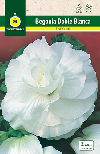 Mascarell Semillas, BEGONIA DOBLE BLANCA, Semillas Bulbosas, Bulbos de Flores Primavera Fácil de Cultivar, Bolsa 2 Bulbos