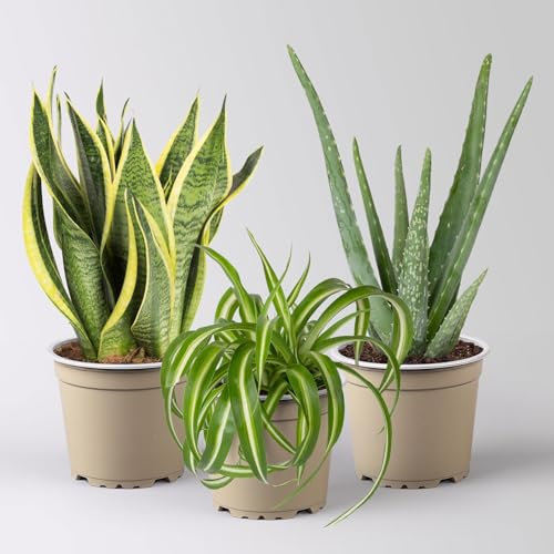 Grünpflanzen-Set Saubere Luft trockentolerant, Topf-Ø 12 cm, 3 Pflanzen