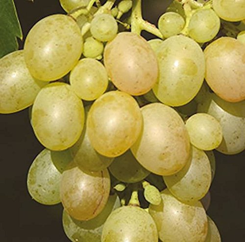 Weinrebe Muskateller 80-100cm - Vitis - lebende Gartenpflanze aus den Baumschulen