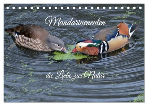 Mandarinenenten, die Liebe zur Natur (Tischkalender 2026 DIN A5 quer), CALVENDO Monatskalender: Wenn man die Mandarinen Enten sieht, dann kann einem ... nur das Herz höher schlagen (CALVENDO Tiere)