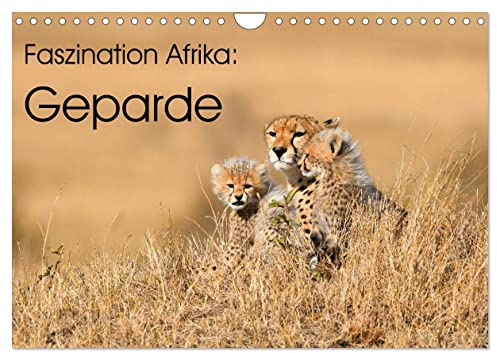 Faszinaton Afrika: Geparde (Wandkalender 2026 DIN A4 quer), CALVENDO Monatskalender: Die eleganten Großkatzen in ihrem natürlichen Lebensraum in Afrika (CALVENDO Tiere)