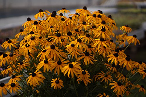 Gelber Sonnenhut (Rudbeckia fulgida Goldsturm )
