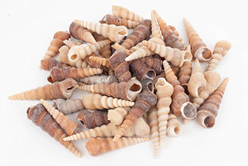 NaDeco Turritella Terebra, 0,5kg, Größe ca. 4-8cm, ca. 70-90 Stück | Muscheln und Schnecken zum Basteln und Dekorieren | Große Turmschnecke | Deko-Schneckenhäuser | Meeresschnecken | Maritime Deko