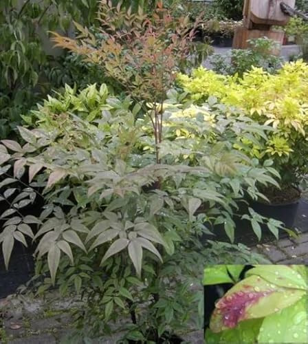 Nandina domestica - Himmelsbambus - Heiliger Bambus - Nandine 40-60