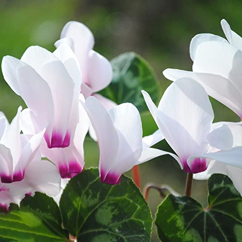 Alpenveilchen Winterhart(Cyclamen)|Blumensamen Nachhaltige Geschenke Bonsai Samen Cyclamen Zimmerpflanzen Samen Balkon Blumen Schnittblumen Samen-150stüCk(Weiß)