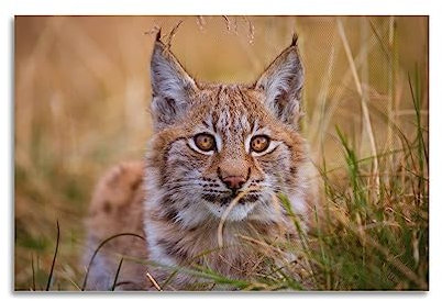 DIMAO Tierposter Luchs im Gras, dekorative Leinwand, Wand- und Kunstbild, 30 x 45 cm