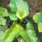 2 pcs Calla Zwiebeln Winterhart Mehrjährig, Blumenzwiebeln Winterhart Calla Lilien Knollen, gartengeschenke balkon blumen, topfpflanzen draußen winterhart Geschenke Für Gartenfreunde