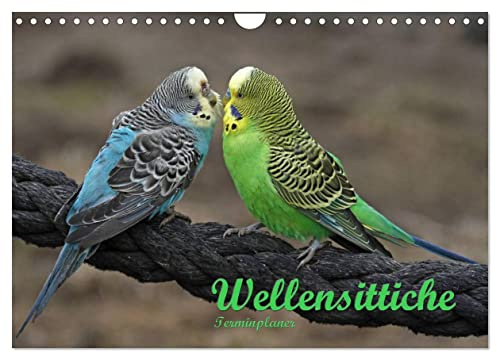 Terminplaner Wellensittiche (Wandkalender 2026 DIN A4 quer), CALVENDO Monatskalender: Putzige Piepmätze (CALVENDO Tiere)