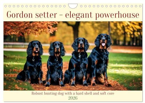 Gordon Setter - elegant powerhouse (Wall Calendar 2026 DIN A4 Landscape), CALVENDO 12 Month Wall Calendar: Robust hunting dog with a hard shell and soft core (CALVENDO Animals)