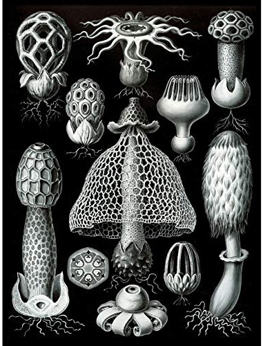 Wee Blue Coo Nature Ernst Haeckel Fungus Mushroom Toadstool Biology Germany Large Art Print Poster Wall Decor 18x24 inch