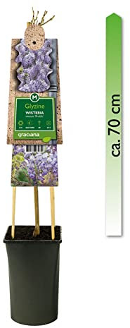 mgc24 Kletterpflanze Sichtschutz Heckenpflanze Rankpflanze Wisteria sinensis Prolific, Chinesischer Blauregen im 2l-Container 1 Pflanze