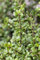 Ilex crenata 'Fructu Luteo' 20-25 cm - Japanische Stechpalme, gelbe Beeren, immergrün, ideal für Hecken und Kübel, pflegeleicht und winterhart