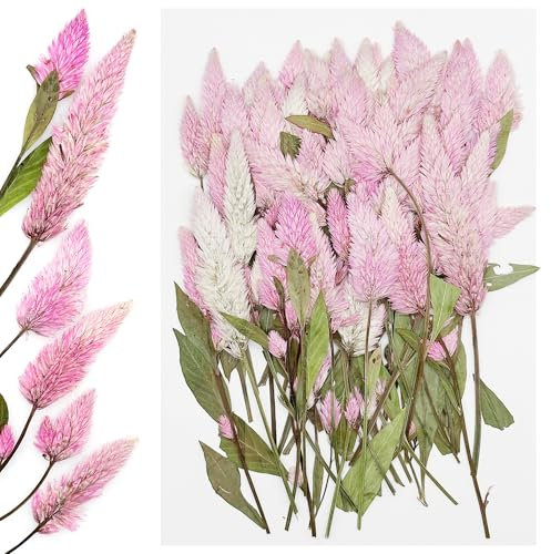 Cayway 100 Stück Echt Getrocknete Gepresste Blumen, DIY Getrocknete Gepresste Blätter DIY Gepresste Blumen Gemischte Getrocknete Blumen für Kunst Basteln DIY Harz Scrapbooking Handwerk