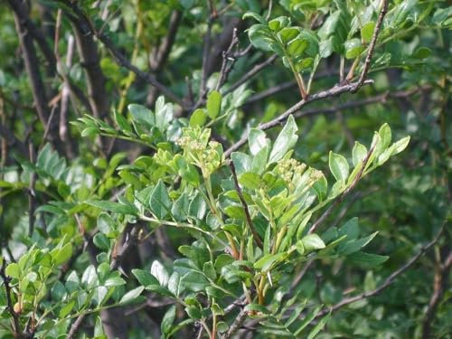 Szechuanpfeffer Zanthoxylum schinifolium Pflanze 5-10cm Japanischer Pfeffer
