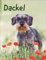 Dackel. Jahres-Wandkalender 2024 mit Platz für Notizen und Termine. Foto-Kalender für Hundefans und Dackelliebhaber. Bildkalender 2024 im Hochformat 30x39 cm