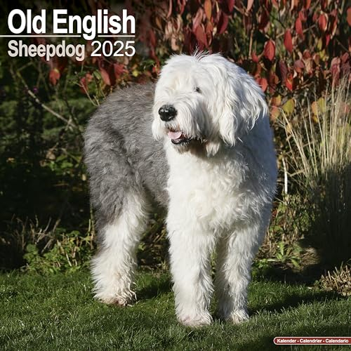 Old English Sheepdog - Bobtails 2025 - 16-Monatskalender: Original Avonside-Kalender [Mehrsprachig] [Kalender] (Wall-Kalender)