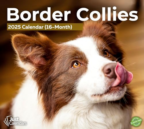 Border Collies Deluxe Wandkalender für Hunde und Rassen 2025, 30,5 x 33,8 cm, plastikfrei, Organizer für Zuhause und Büro, Monatsansicht, wichtige Feiertage