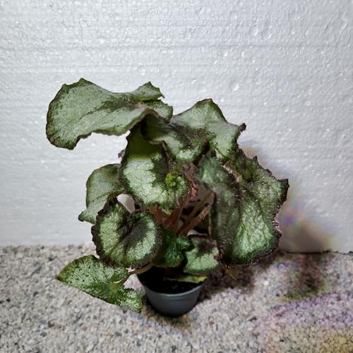 unbewurzelter BLATTSTECKLING : Begonia x rex  Königsbegonie Begonie - Zimmerpflanze (Begoinia  Escargot )