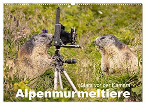 Alpenmurmeltiere - Stars vor der Kamera (Wandkalender 2026 DIN A2 quer), CALVENDO Monatskalender: Das Murmeltier, der Tunnelingenieur in den Alpen (CALVENDO Tiere)
