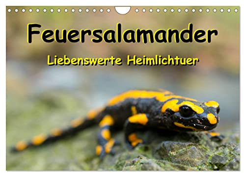 Feuersalamander - Liebenswerte Heimlichtuer (Wandkalender 2026 DIN A4 quer), CALVENDO Monatskalender: Die beliebten, sympathisch schwarz-gelb ... in farbigen Großaufnahmen. (CALVENDO Tiere)