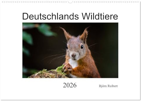 Deutschlands Wildtiere (Wandkalender 2026 DIN A2 quer), CALVENDO Monatskalender: Die wunderschöne Tierwelt Deutschlands in Bildern (CALVENDO Tiere)