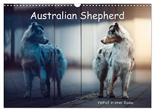 Australian Shepherd - Vielfalt in einer Rasse (Wandkalender 2026 DIN A3 quer), CALVENDO Monatskalender: Australian Shepherds in Ihrer ganzen Vielfalt (CALVENDO Tiere)