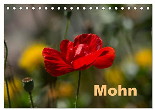 Mohn (Tischkalender 2026 DIN A5 quer), CALVENDO Monatskalender: Mohnblüte, die flüchtige Gartenschönheit. (CALVENDO Natur)