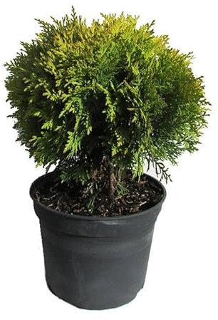 Thuja - DECOALIVE - Arbusto Natural y Resistente para Jardines o Terrazas