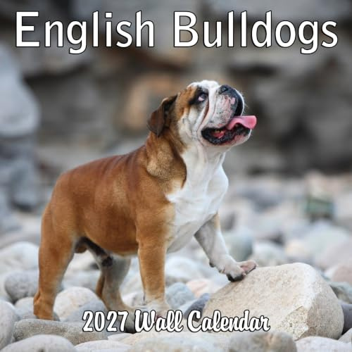 Monats-Wandkalender 2025 Englische Bulldoggen, 30,5 x 61 cm, dickes stabiles Papier, Hundekalender 2024–2025