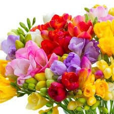 Sendabunch Mixed Guernsey Freesias Bouquet – 25 Hand-Picked Channel Island Stems with 8-Day Freshness Guarantee – Free Flower Care eBook – Perfect for Birthdays & Anniversaries