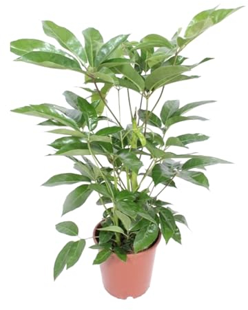 Schefflera Actinophylla Amate - Strahlenaralie - Zimmerpflanze - Ø24cm - ↑100cm