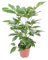 Schefflera Actinophylla Amate - Strahlenaralie - Zimmerpflanze - Ø24cm - ↑100cm