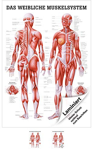 Sport-Tec Weibliches Muskelsystem Poster Anatomie 70x50 cm medizinische Lehrmittel