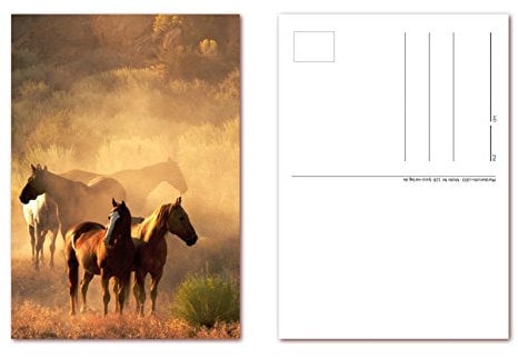 12 Stück Postkarten friedliche Pferde, Ansichtskarten im DIN A6 Format (PKT-128)