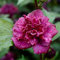 Hibiskus Garteneibisch - Hibiscus syriacus - winterhart und mehrjährig - 1 Zierstrauch von Garten Schlüter - Pflanzen in Top-Qualität (80-100 cm, French Cabaret Red)