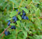 Maibeere/Honigbeere `Duet´, Lonicera kamtschatica, ca. 40-60cm im 3L-Topf