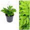 Cyrtomium Fortunei Fern Plant - Holly Fern Outdoor Fern Ready to Plant in a 9cm Pot
