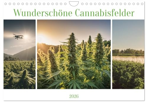 Wunderschöne Cannabisfelder (Wandkalender 2026 DIN A4 quer), CALVENDO Monatskalender: Entdecken Sie 12 eindrucksvolle Cannabis-Landschaften. (CALVENDO Natur)