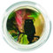 Magic Rosin Ultra Mystic Owl – Professionelle Instrumentenkolophonium für Cello und Bass – hervorragende Griffigkeit – liefert einen klaren, komplexen Ton – transparentes, staubarmes Kolophonium aus