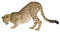 Wandtattoo No.145 Gepard II Tier Wild Raubkatze Gepard Afrika Tier