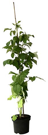 Himbeere Meeker (R) sommertragend besonders aromastark und lecker ca. 40-60 cm gestäbt im 2-3 Liter Topf