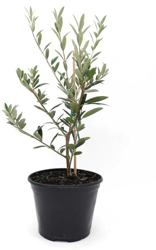 American Plant Exchange Arbequina Olive Tree – Live 5-Inch Pot, Fruit Bearing Tree, Cold Hardy Edible Variety for Containers, Patios, and Mediterranean-Inspired Gardens