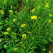 100 pcs gelbsenf saatgut bodendecker samen, geschenke für den garten (Brassica juncea) blumen balkon, bonsai samen balkonblumen, pflanzen winterhart draußen blüten, kräuterbeet blumen