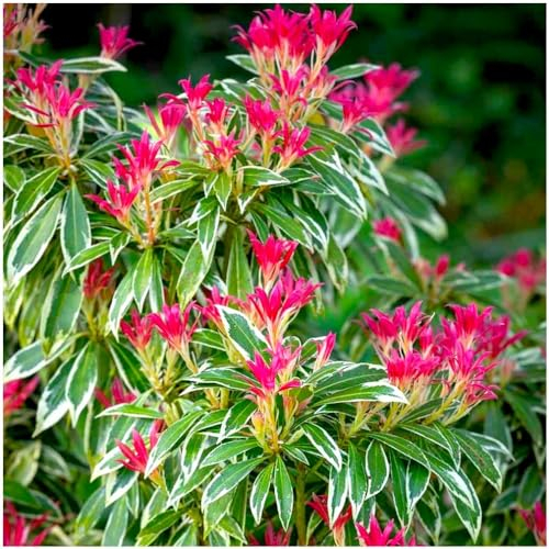 GrowOn Shrubs Pieris Japonica 'Flaming Silver' | Evergreen Shrub | Outdoor Garden Ready Plant | Spring Flowering | White Flowers
