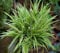 60 pièces de graines de plantes de chlorophytum