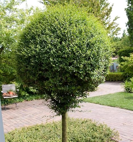 Hochstamm Kugel-Liguster 80-100cm - Ligustrum delavayanum - lebende Gartenpflanze aus den Baumschulen