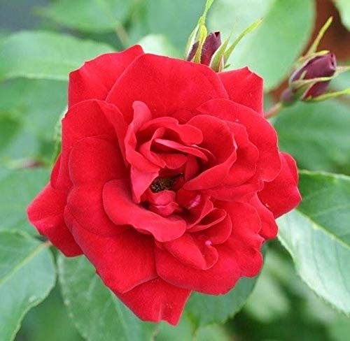 Rose Petite Floribunda 'Ruby Anniversary' 3 Litre Pot Size
